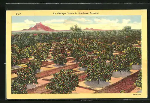 AK Arizona, AZ, An Orange Grove