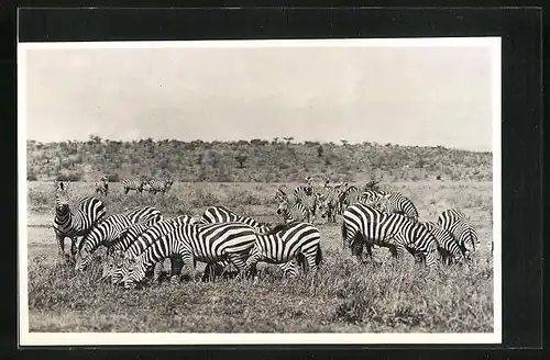 AK Zebraherde auf einer Wiese in der Savanne