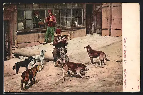 AK Constantinople, Les chiens de rues