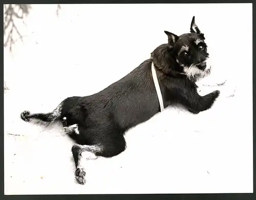 Fotografie Hund Zwergschnauzer hat im Schnee alle Viere von sich gestreckt