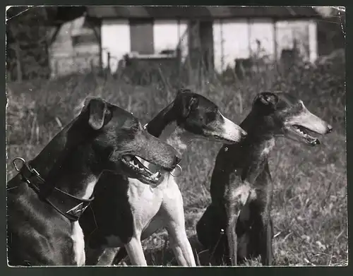 Fotografie Windhunde warten ungeduldig auf ihr Herrchen