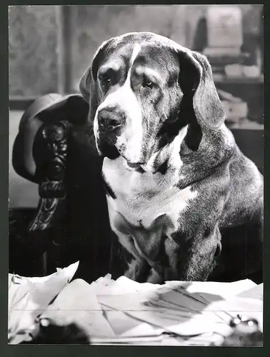 Fotografie Hund Bernhardiner am Schreibtisch nebst Büste