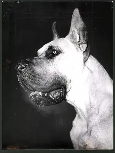 Fotografie Hund Dogge im seitlichen Profil