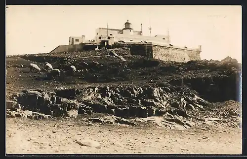 AK Cerro de Montevideo, Ortspartie mit Schafen