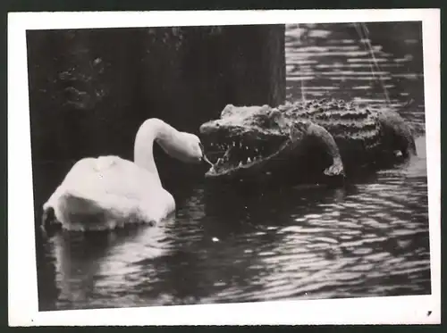 Fotografie Schwan begegnet künstlichem Krokodil in einem botanischen Garten in den USA
