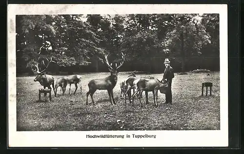 AK Tuppelburg / Eichwald, Hochwildpark, Hochwildfütterung