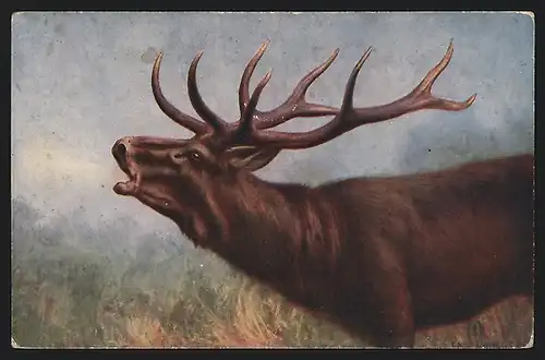 Künstler-AK Kapitaler röhrender Hirsch