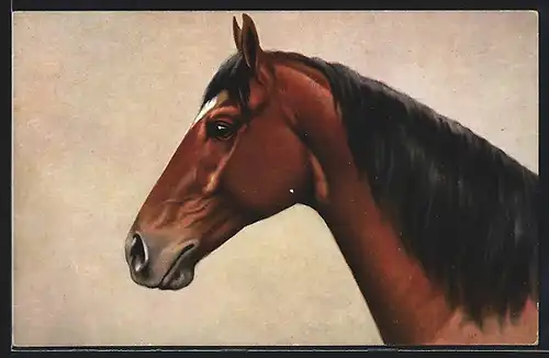 AK Kopf eines Pferdes, Brauner