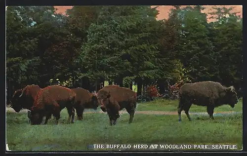 AK Seattle, Woodland Park, The Buffalo Herd