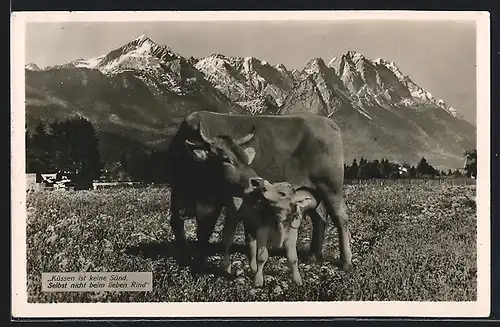 AK Kuh mit ihrem Kalb im Gebirge