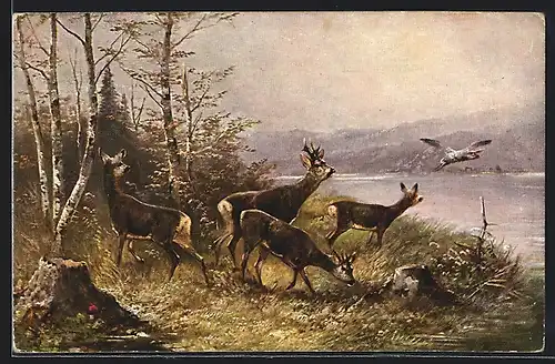 AK Rehe und Vogel an einem Gewässer
