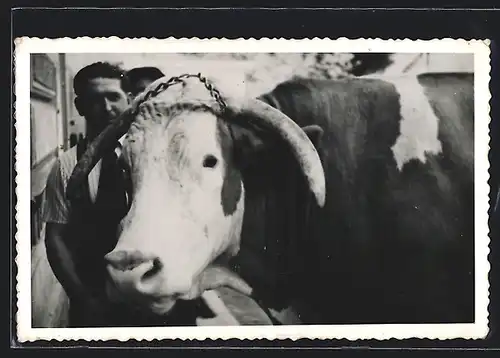 Foto-AK Bauer mit einem Rind