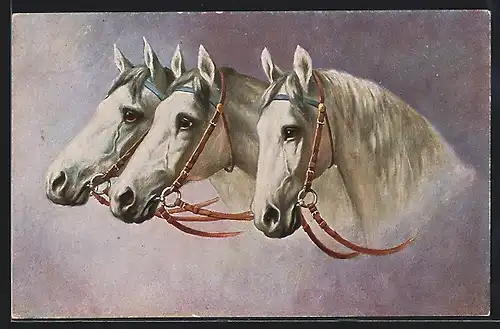 AK 3 Schimmel mit Halfter