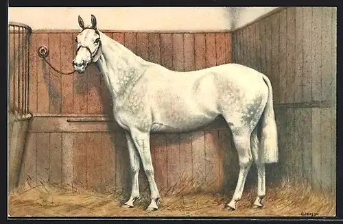 AK Pferd, Schimmel in seiner Box