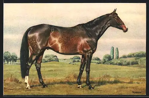 AK Edles Pferd auf der Wiese, Seitenportrait