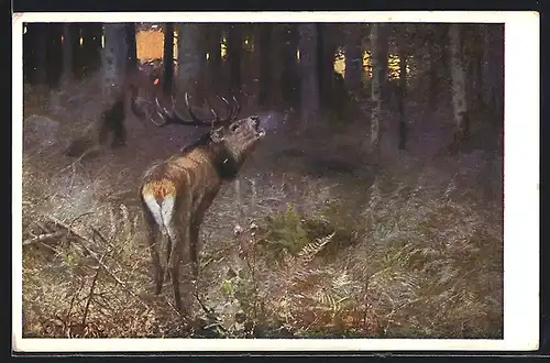 AK Röhrender Hirsch im abendlichen Wald