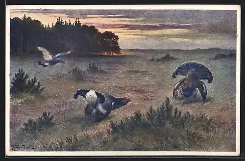 AK Auerhähne auf einer Wiese