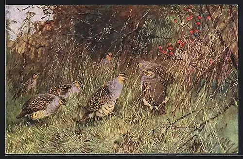 Künstler-AK Auerhühner am Waldrand