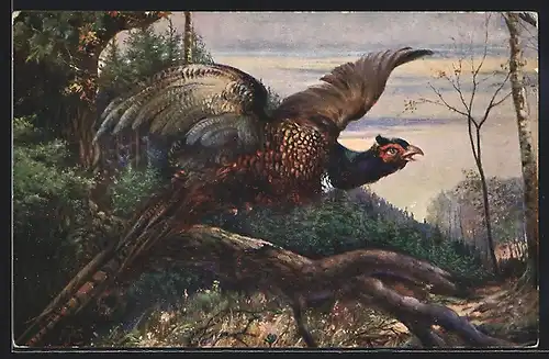 AK Fasan auf einer Waldlichtung