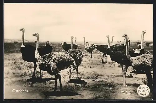 AK Gruppe von Straussen auf einem Feld