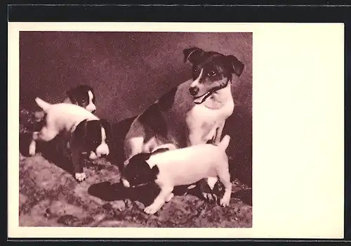 AK Verein der Vivisektionsgegner, Terrier mit Welpen