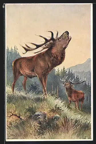 AK Hirsche röhren am Morgen