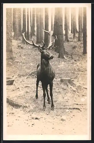 Foto-AK Junger Hirsch im Wald