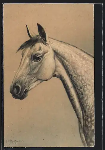 AK Kopf eines weissen Pferdes
