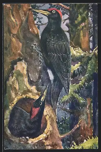 AK Datel cerny evropsky, Dryocopus martius martius, Zwei Schwarzspechte an Baumhöhle