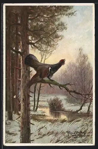 Künstler-AK Balzender Auerhahn an einem Wintermorgen