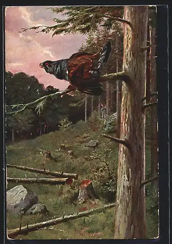 AK Auerhahn über einer Lichtung