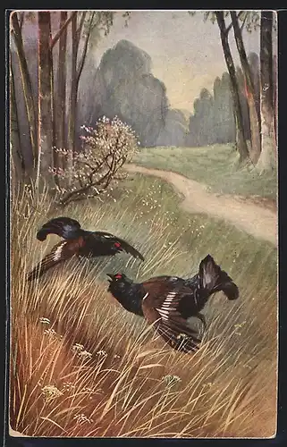 AK Kämpfende Auerhähne am Wegesrand