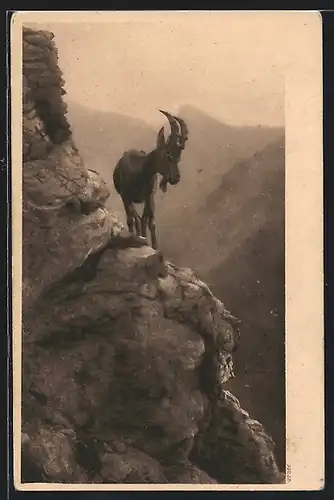 AK Bergziege auf Felsenvorsprung im Gebirge