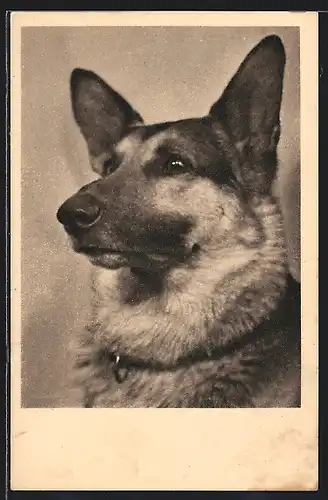 AK Wien, Österr. Tierschutzverein, Schäferhund