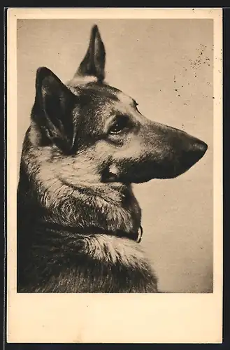 AK Schäferhund, Seitenportrait, Tierschutz Wien