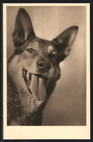 AK WienI, Tierschutzverein, Gesicht eines Schäferhundes