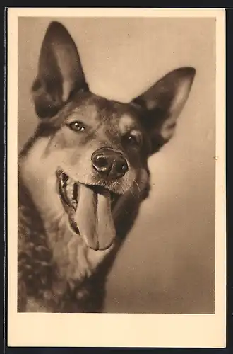 AK WienI, Tierschutzverein, Gesicht eines Schäferhundes