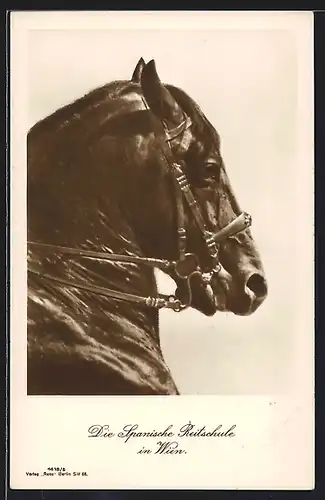 AK Wien, Spanische Reitschule, Portrait eines Pferdes mit Zaumzeug