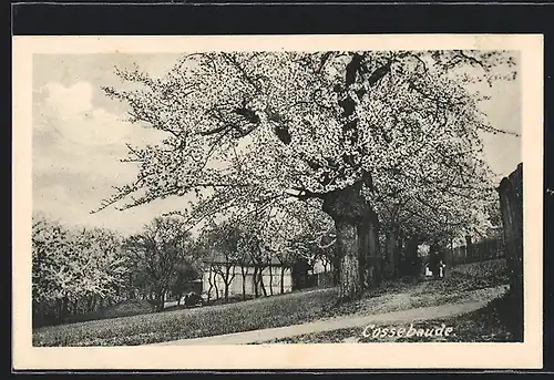 AK Cossebaude, Ortspartie zur Baumblüte