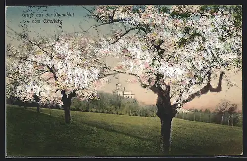 AK Cossebaude, Osterberg, Baumblüte