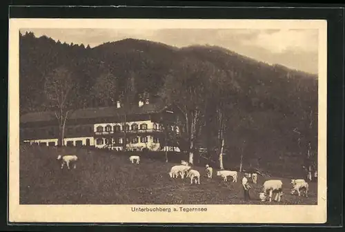 AK Gmund a. Tegernsee, Café Unterbuchberg und Kuhweide