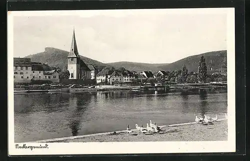 AK Neckargemünd, Enten am Fluss vor der Stadt