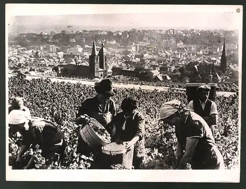 Fotografie Ansicht Neustadt /Pfalz, Beginn der Weinlese