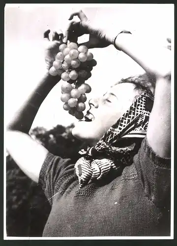 Fotografie Junge Bäuerin nascht Weintraube, Weinlese 1939