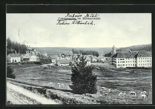 AK Friedenweiler i. Schwarzwald, Ortsansicht mit Umgebung und Kühen