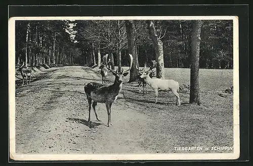AK Schippin, Tiergarten mit Hirsche