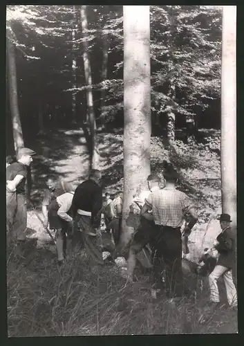 Fotografie Ansicht Wien, 1. Bez., Holzfäller im Lainzer Tiergarten