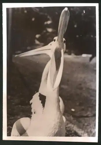 Fotografie Pelikan mit aufgerissenem Schnabel