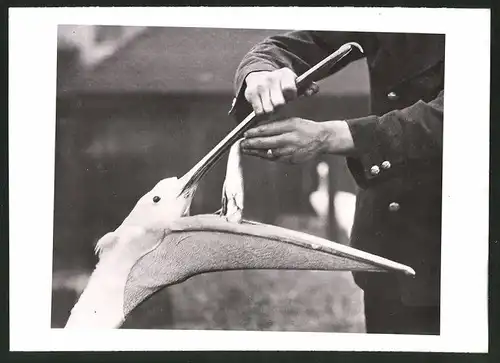 Fotografie Tierpfleger füttert Pelikan