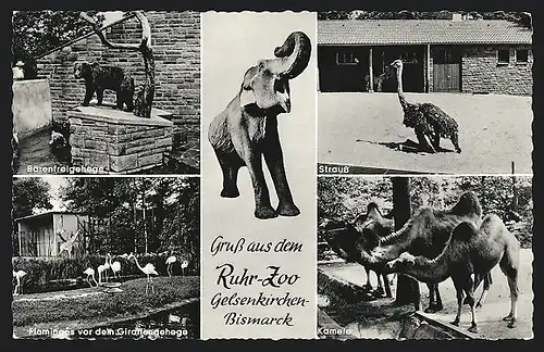 AK Gelsenkirchen-Bismarck, Ruhr-Zoo, Flamingos, Strauss